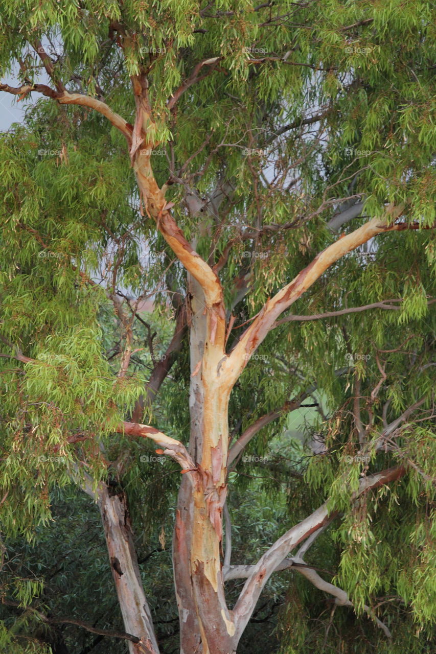 River redgum standing tall in the bush