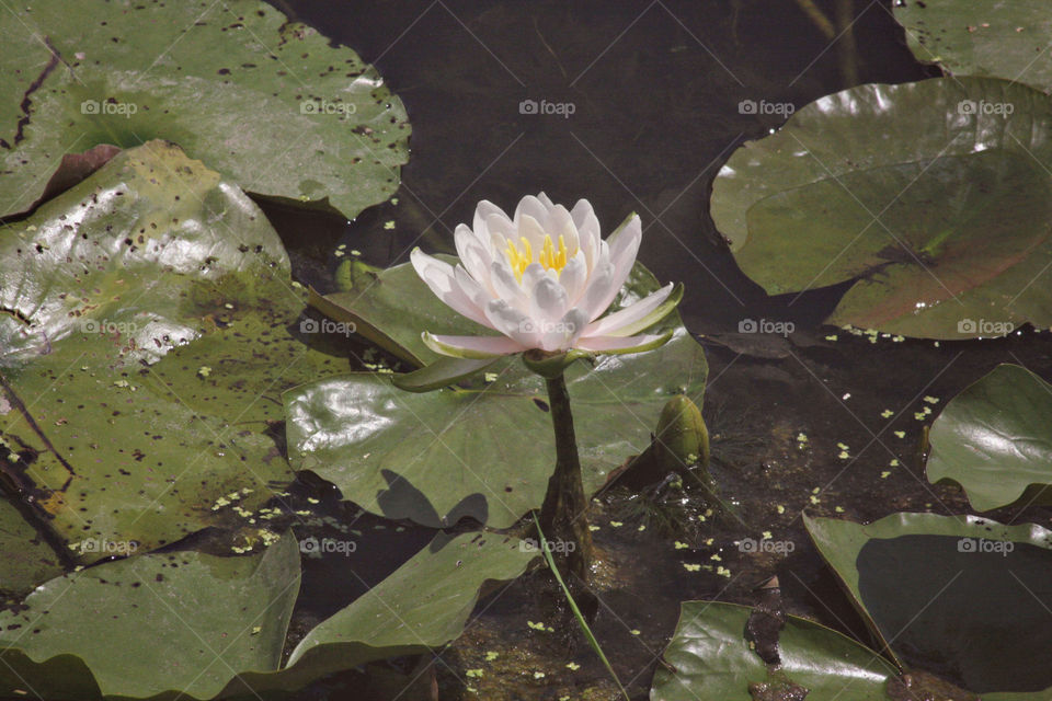 Water Lily