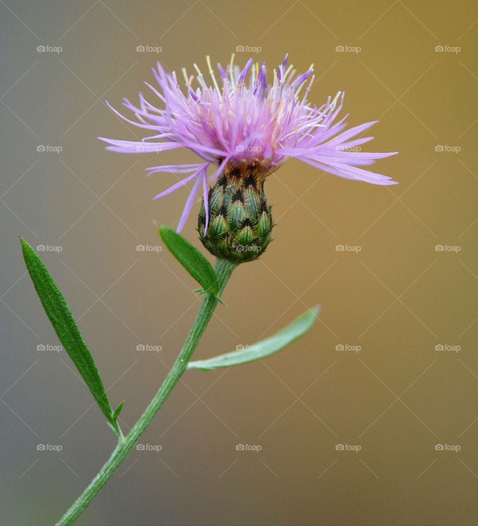 Burdock Wildflower