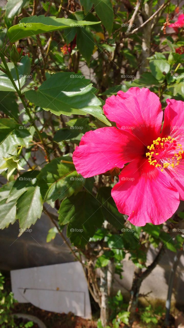 hibisco