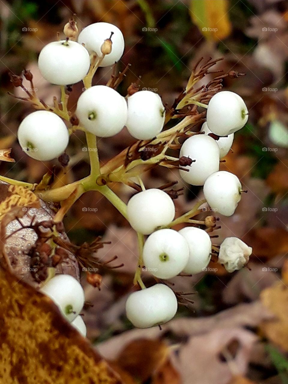 autumn fruits  - white berries of dogwood