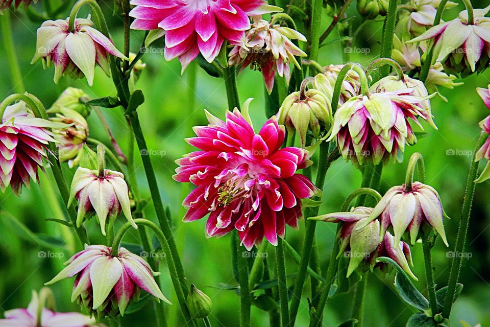 BELAS FLORES VERMELHAS