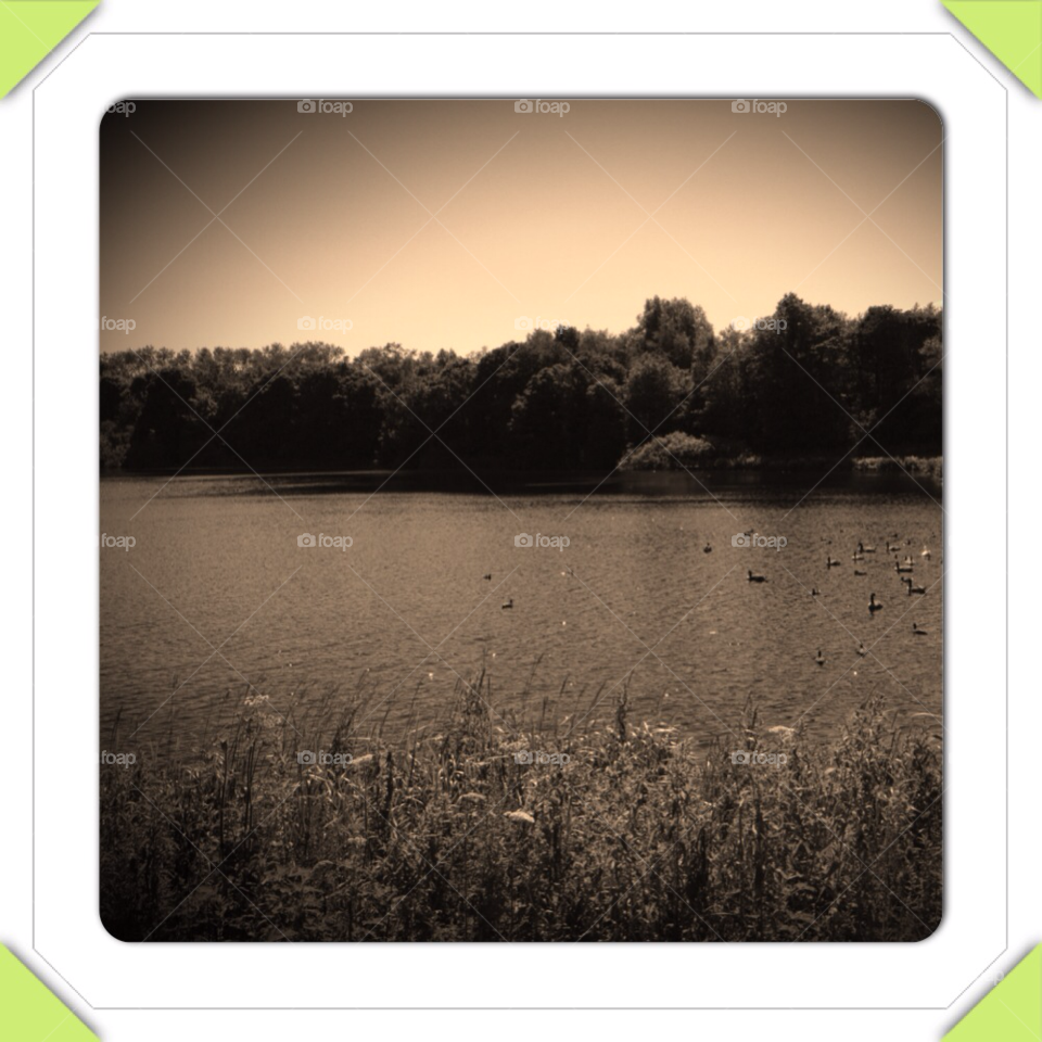 trees water burnley lake by Mart33