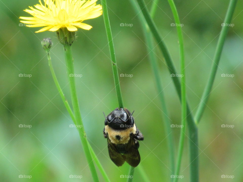 Nature, No Person, Summer, Insect, Grass
