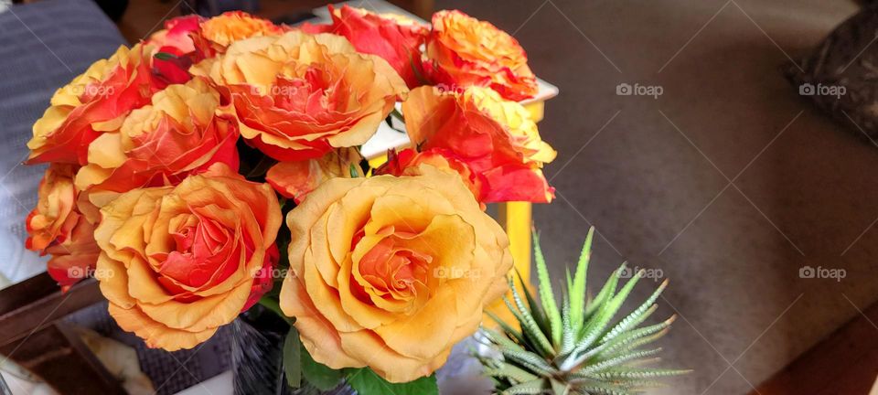 Orange Roses.