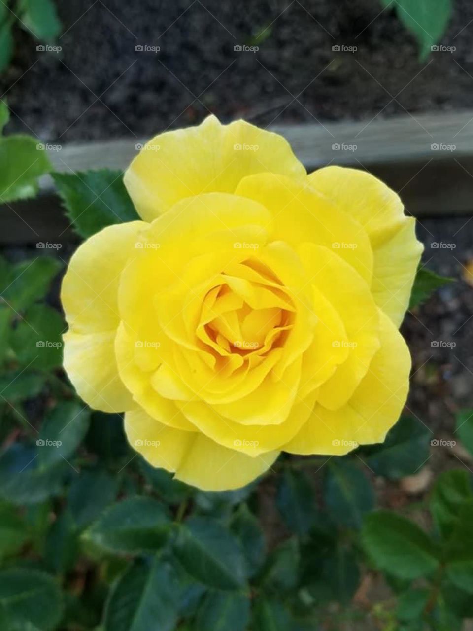 May flowers remind us why rain is necessary. 