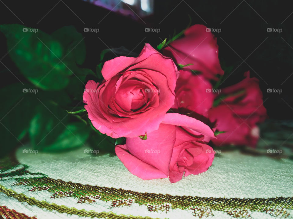 A beautiful roses 🌹