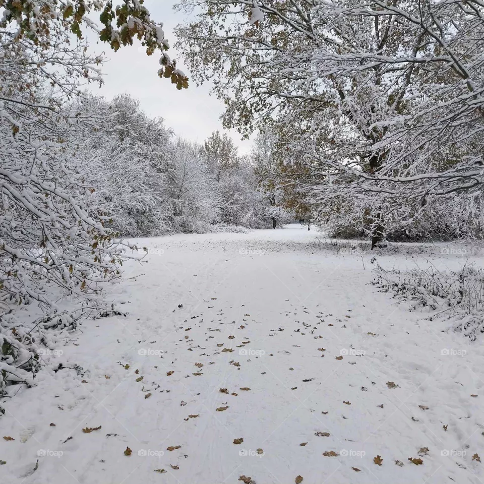 frost