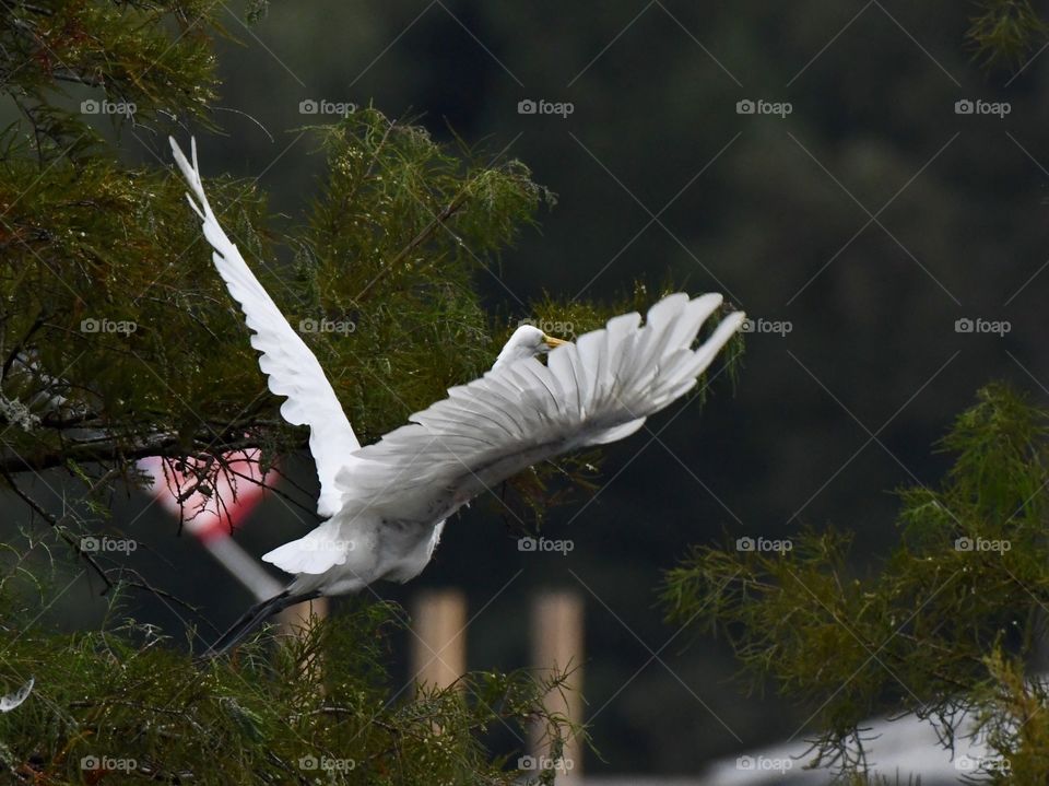 Great Egret ready for takeoff