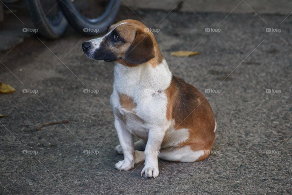 Stray dog on Singapore‘s island Pulau Ubin putting on his best face to beg for love and food.