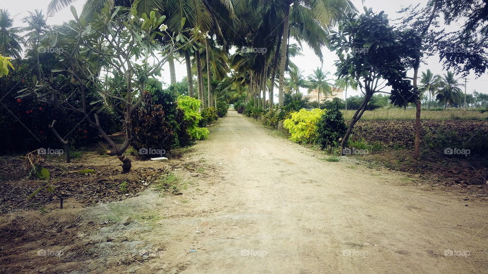 the beautiful trees and way and plants in garden decorations