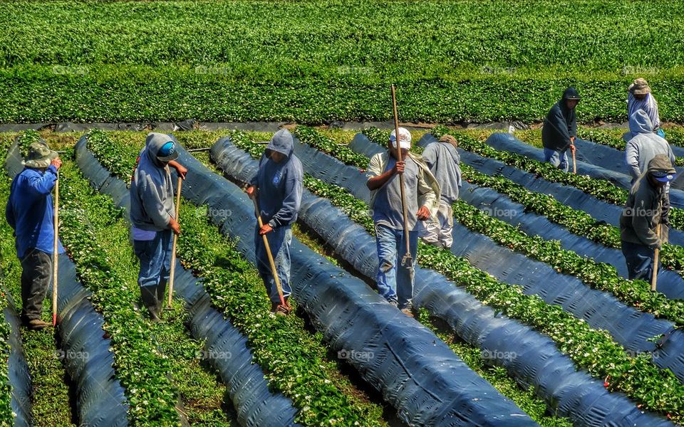Undocumented farm workers in America