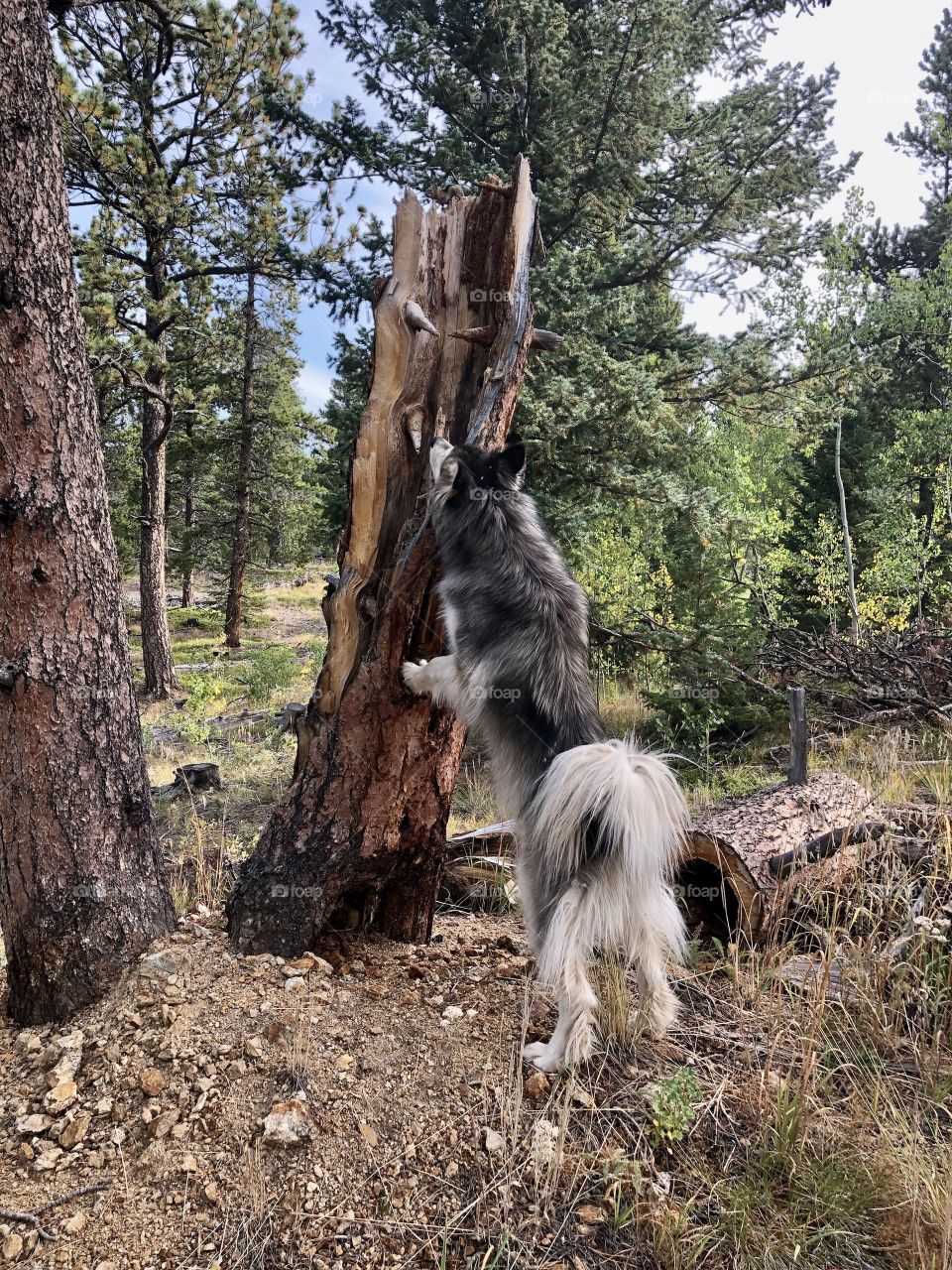 Alaskan Malamute Hunting 