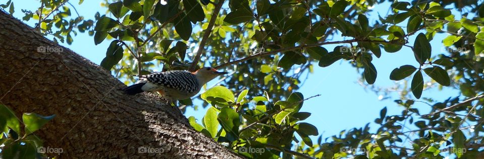Florida trip woodpecker 