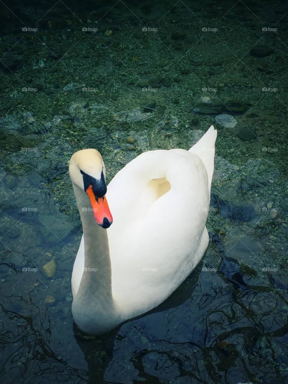 Swan
