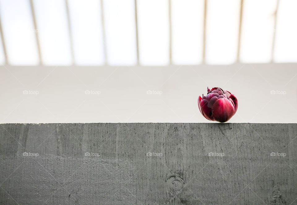 Red flower head on wall