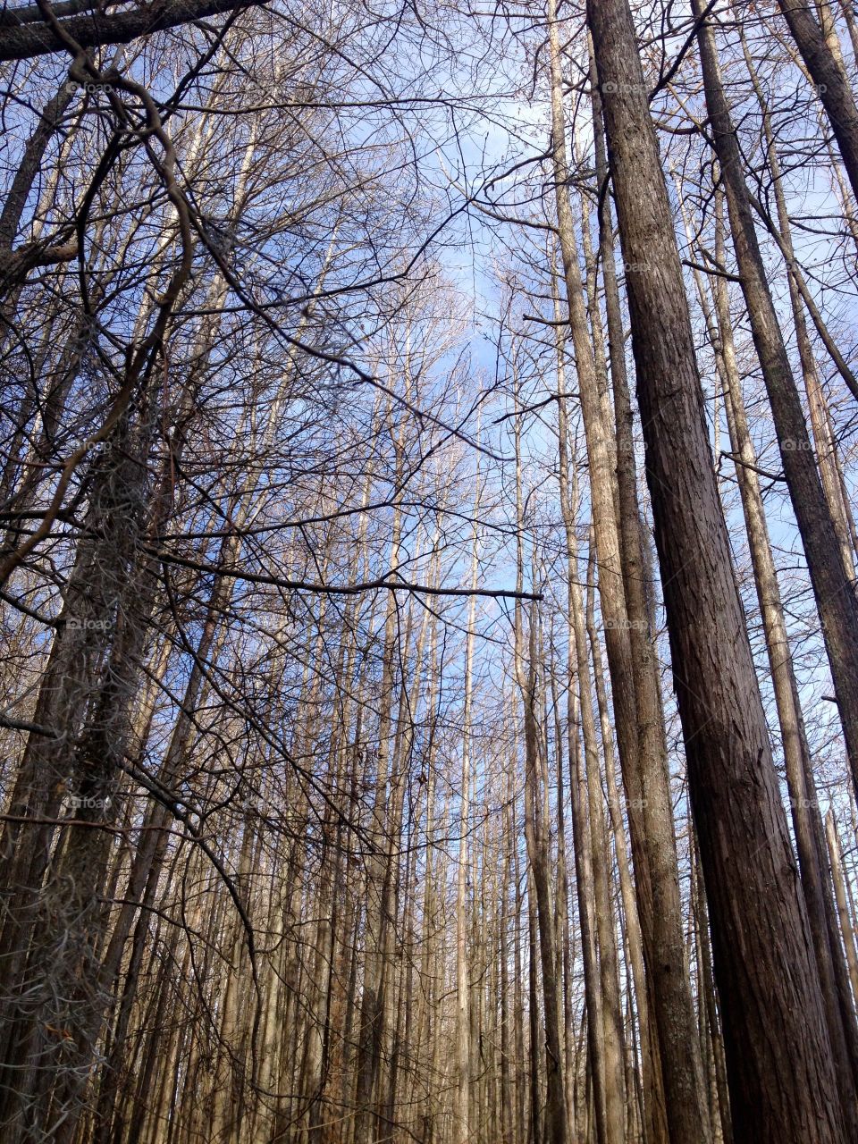 The Sky Above. Paddling in the swamp. The view above 