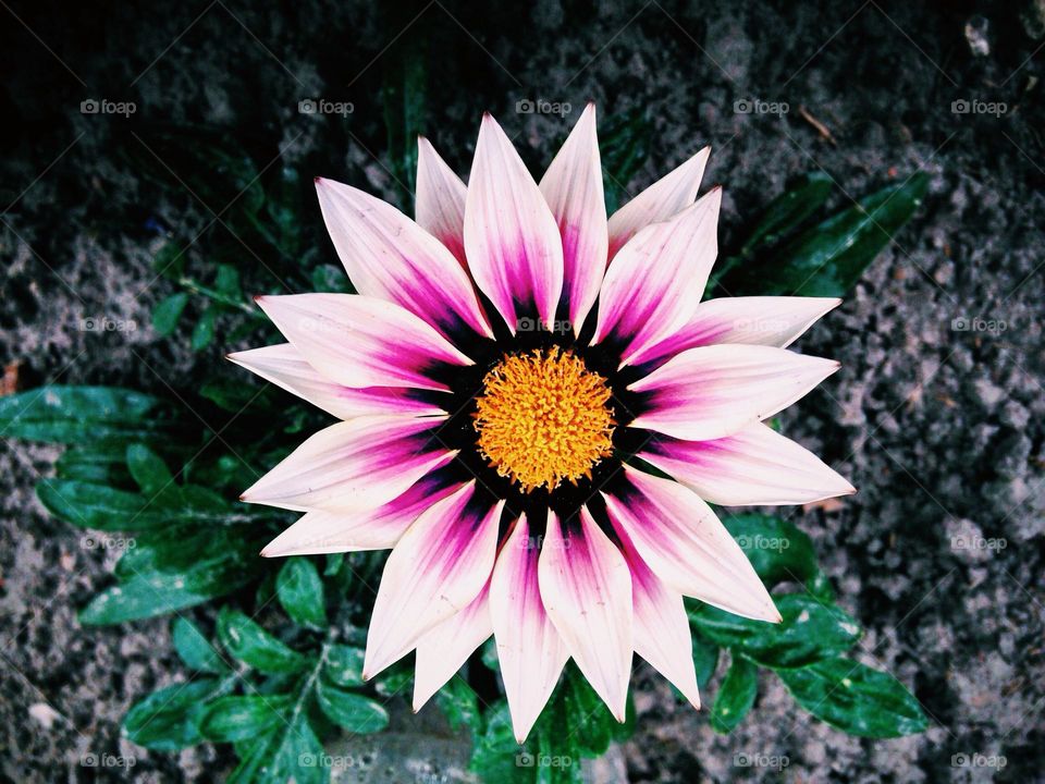 Closeup of beauty flower