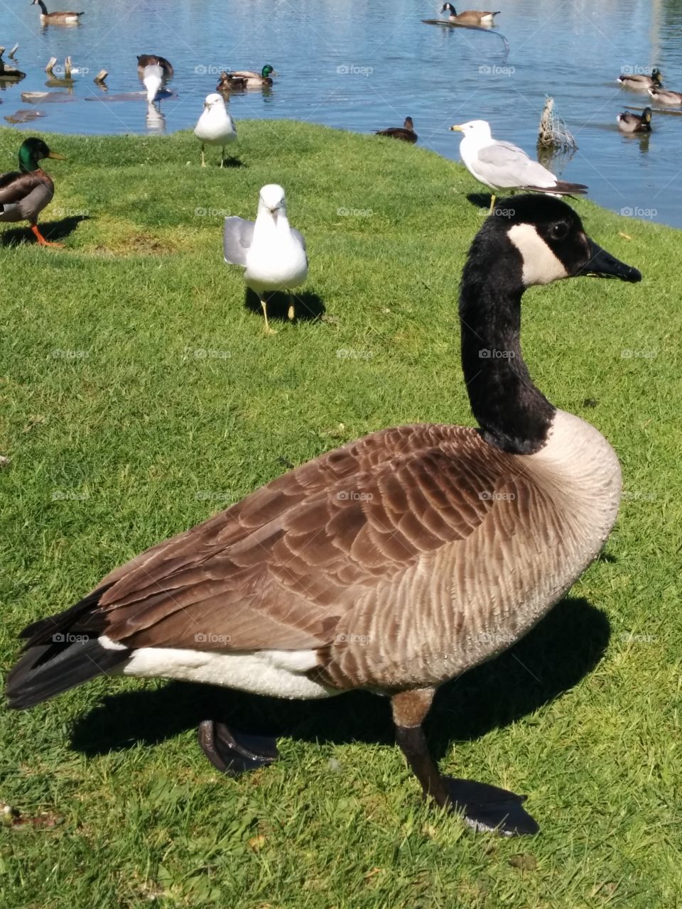 Birds galore . many different birds