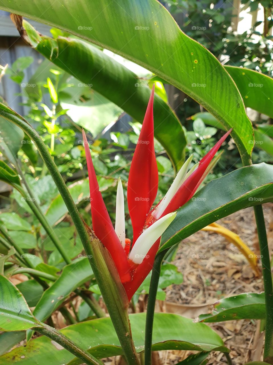 Red bird of paradise flower