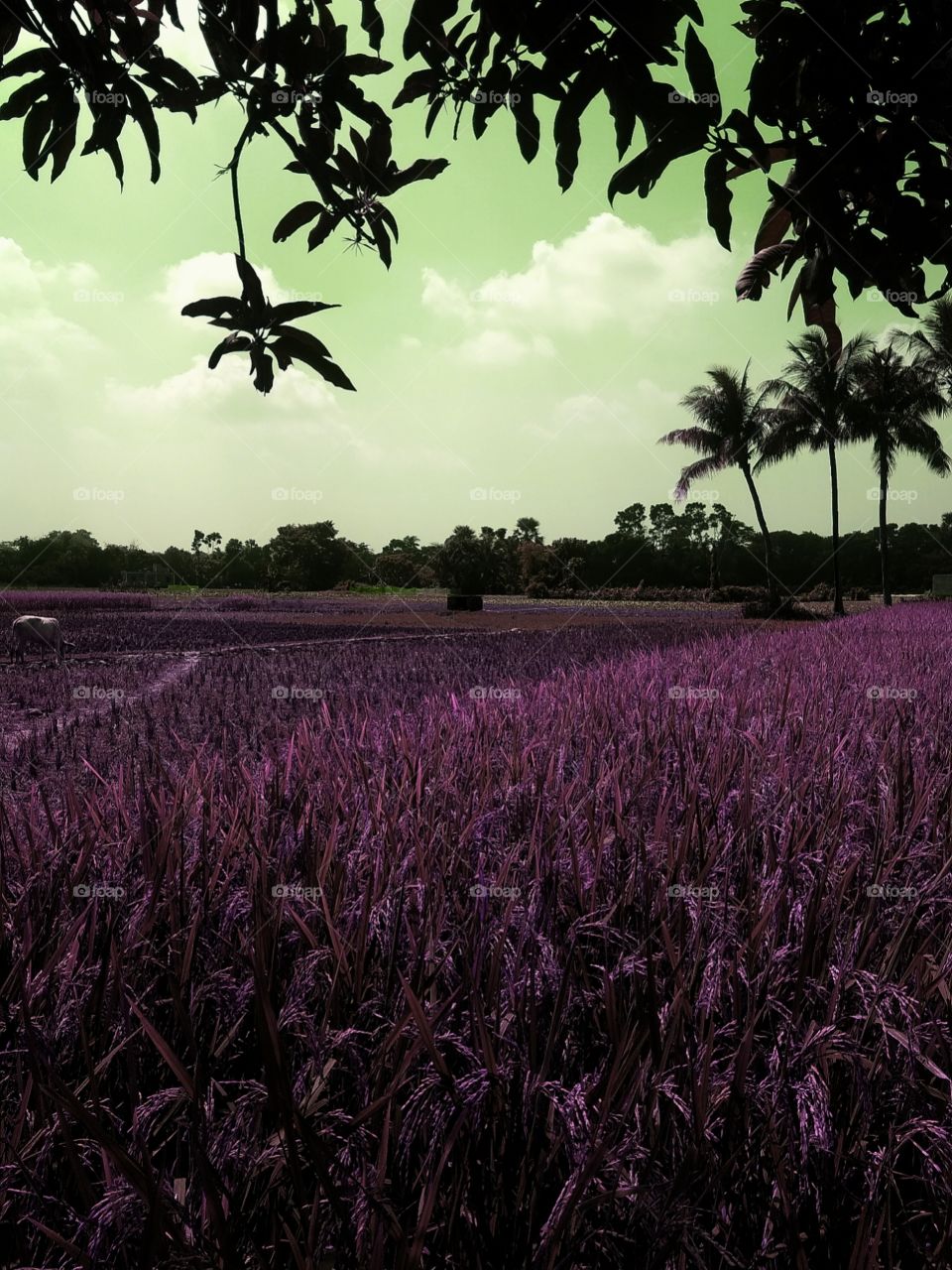 beautiful rural areas