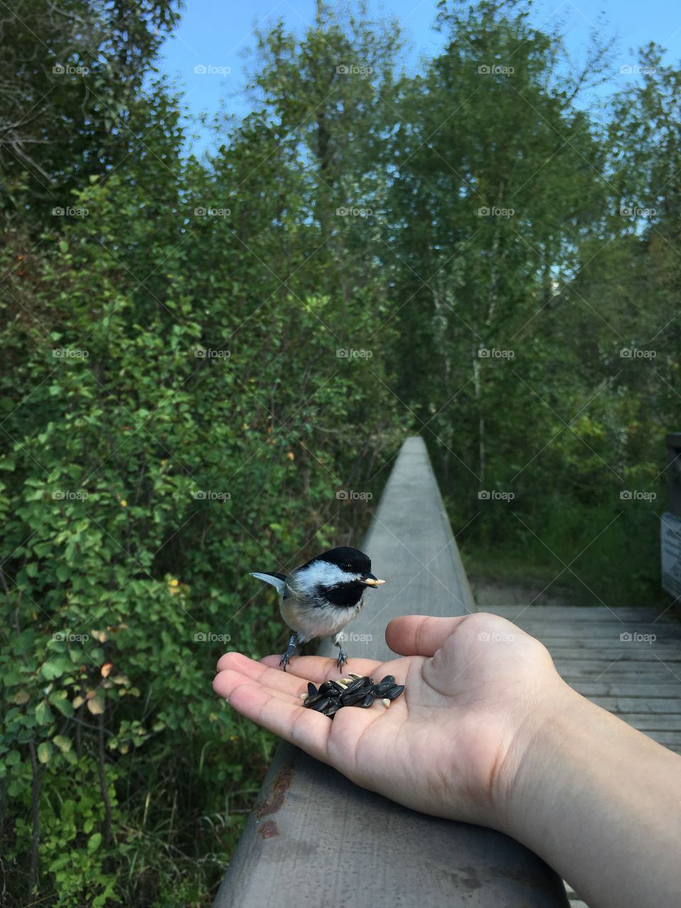 Chickadee 