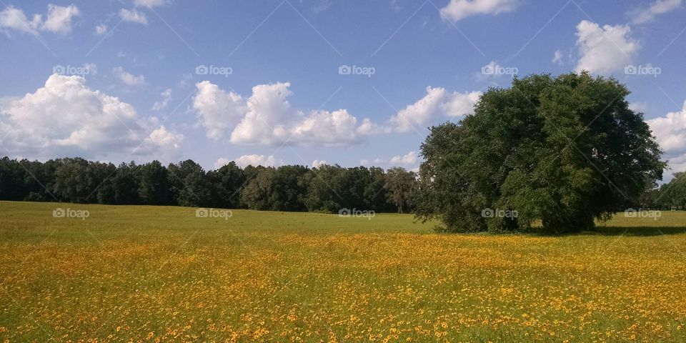 Landscape view of flower field and trees
