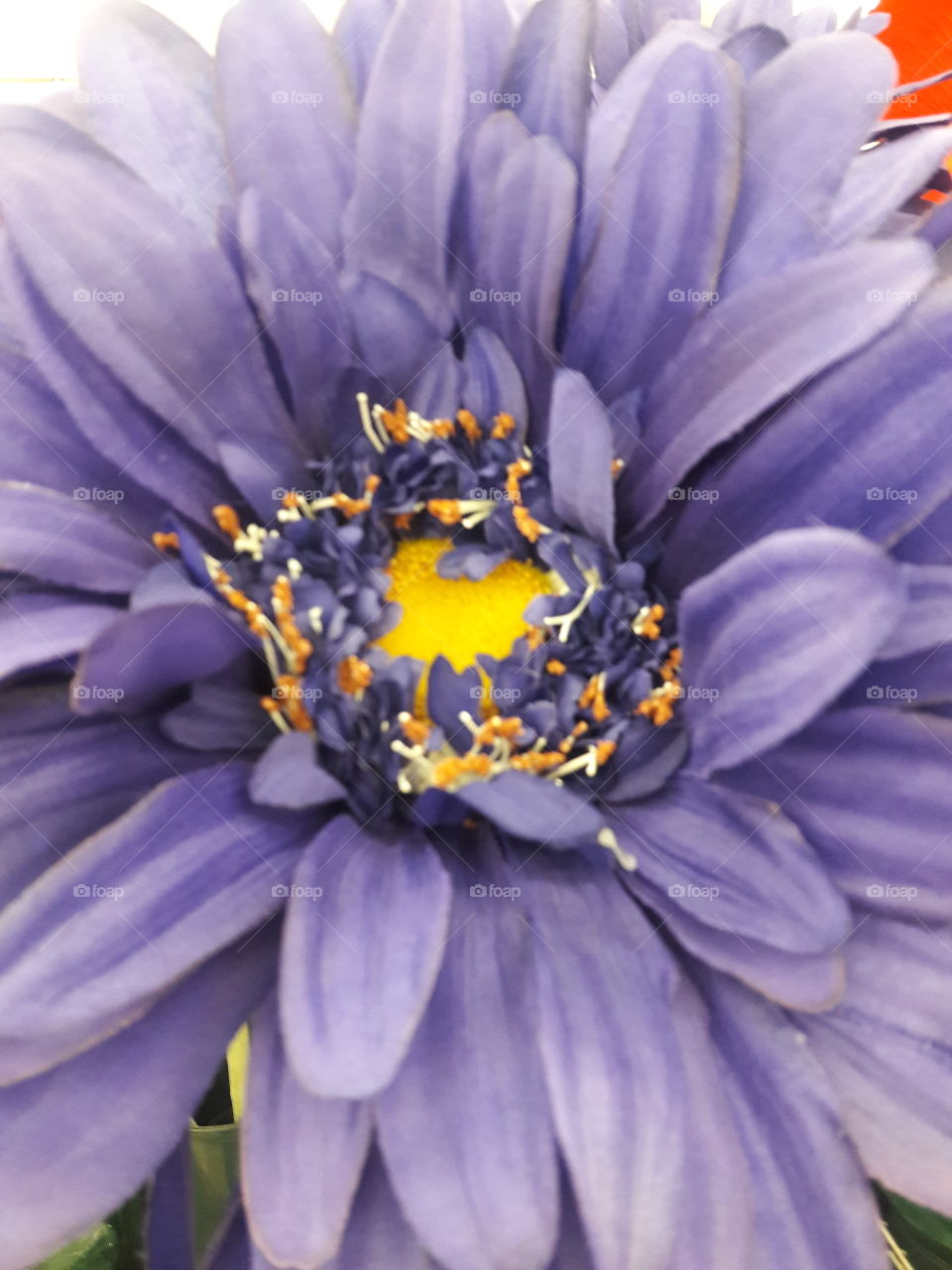 Purple Bloom
