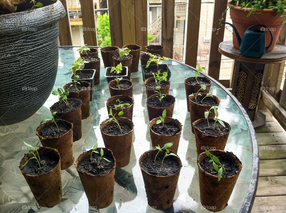 Seedlings