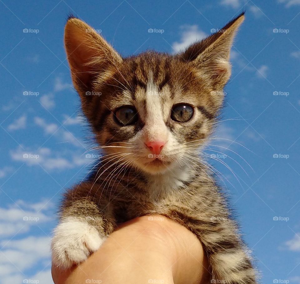 kitten on the hand against the blue sky