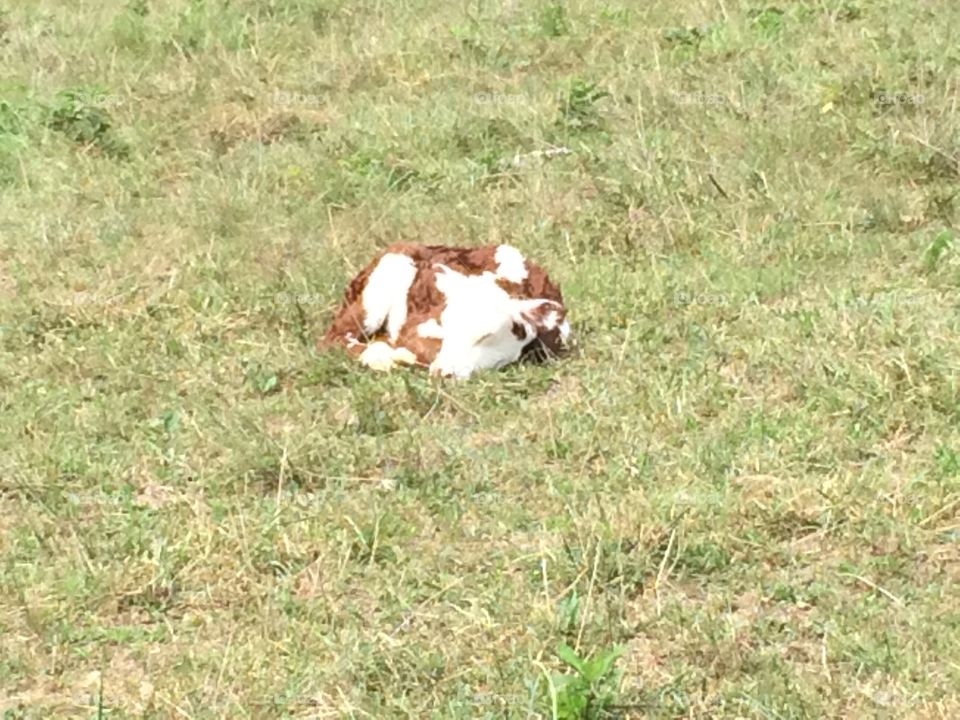 Baby Calf. This calf is taking a nap in the sun at Thistlewood Ranch! I love my grandpas farm. 
