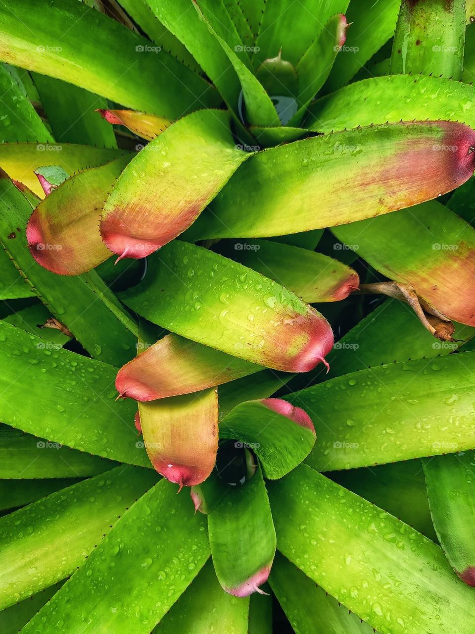 ornamental bromeliads