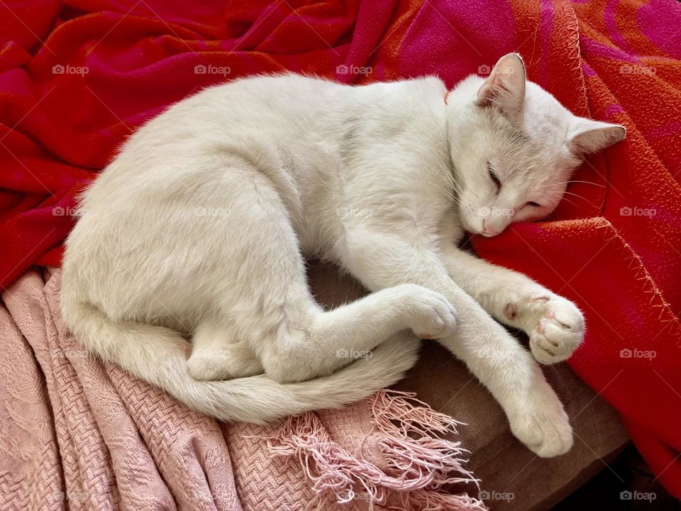 🇺🇸 Contrasting with the red, the kitten's white embellishes the photograph! / 🇧🇷 Contrastando com o vermelho, o branco da gatinha embeleza a fotografia! 