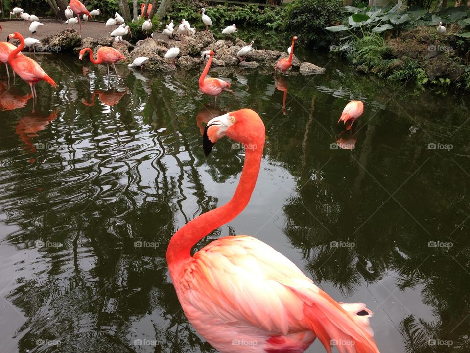 Flamingo looking at flamingos