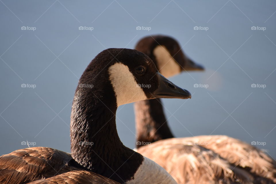 Geese head close up