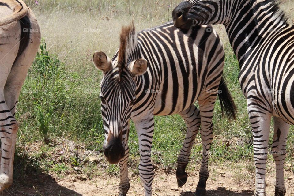 Baby zebra