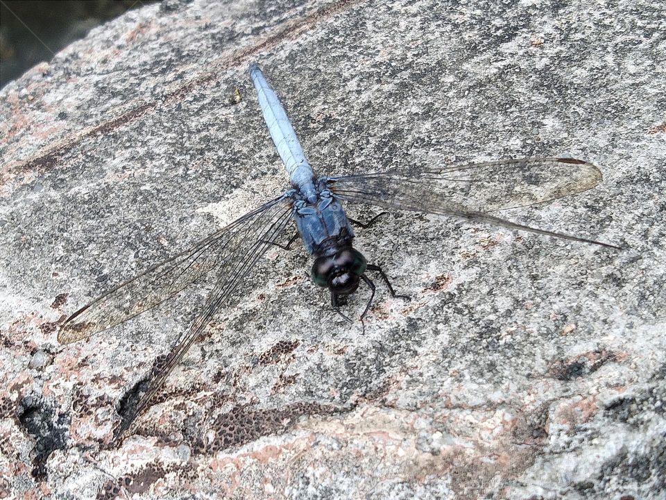 Blue dragonfly with black green head.