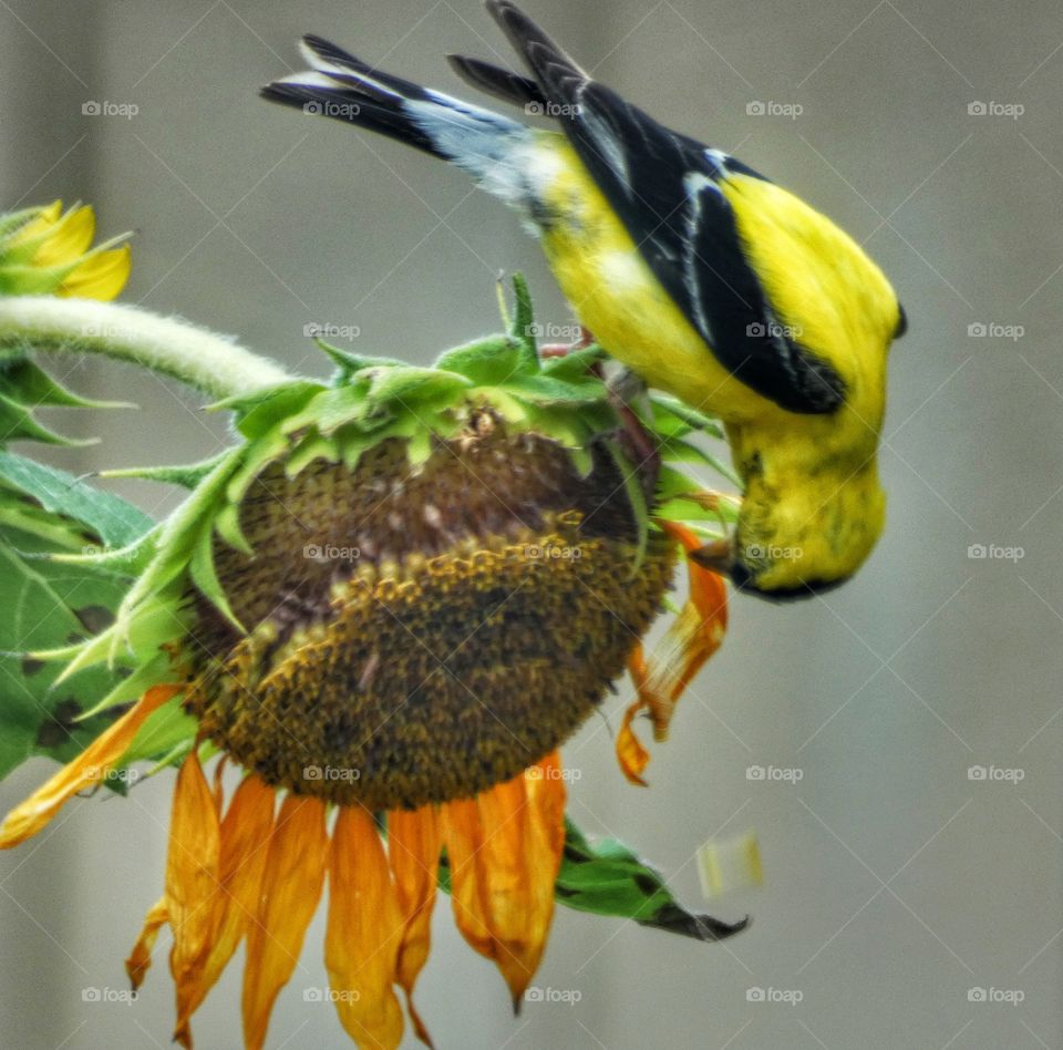 goldfinch feeding on sunflower