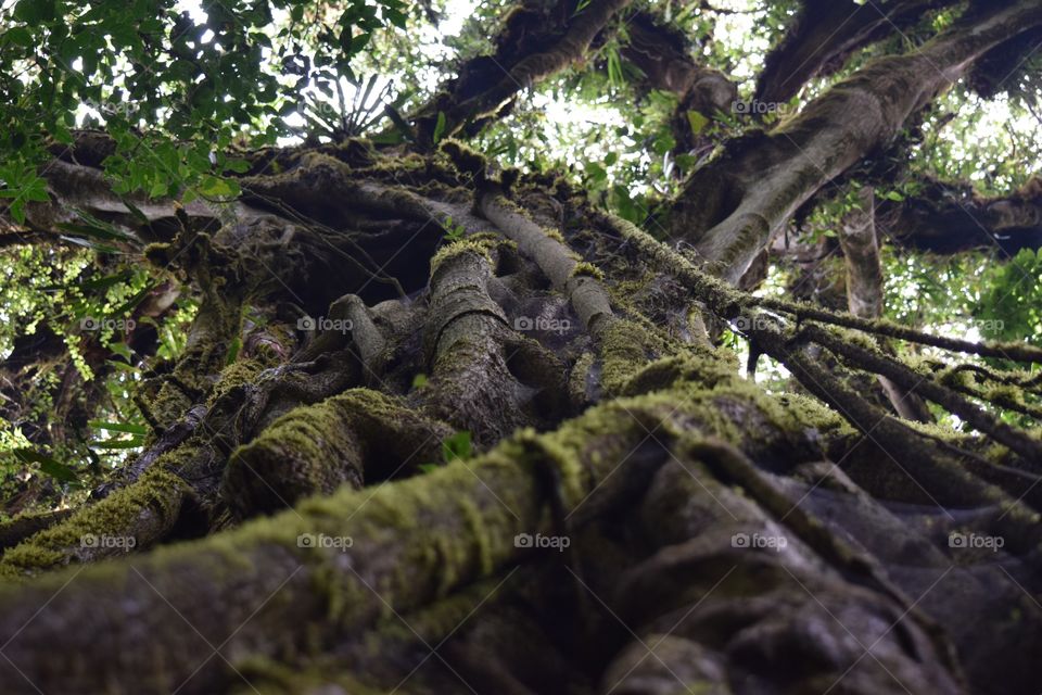 Low angle view of large tree