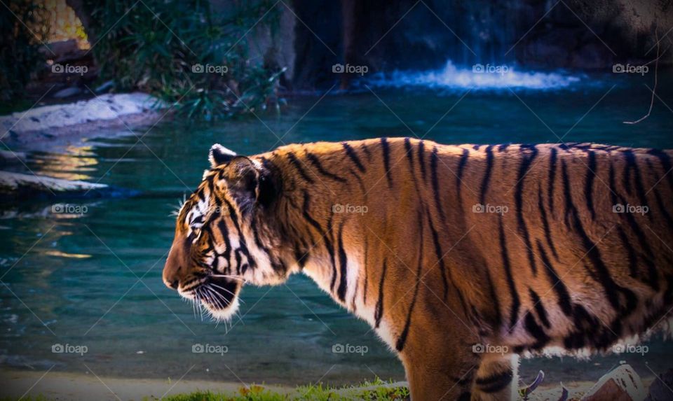 Tiger at the beach 