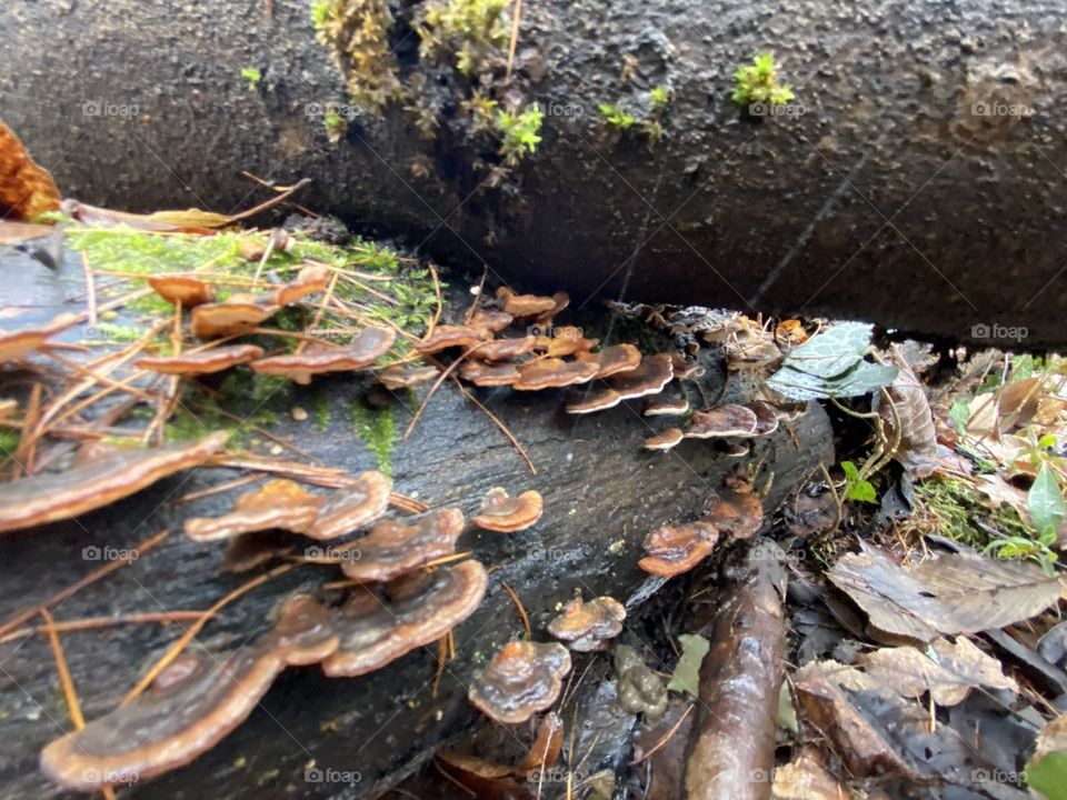 Panillus stipticus fungus tree mushrooms wild forest mushrooms 