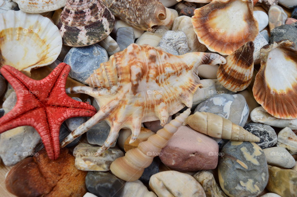 Variety of seashells