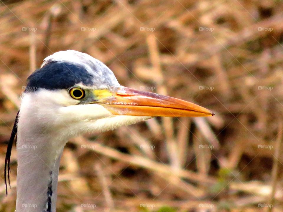 heron