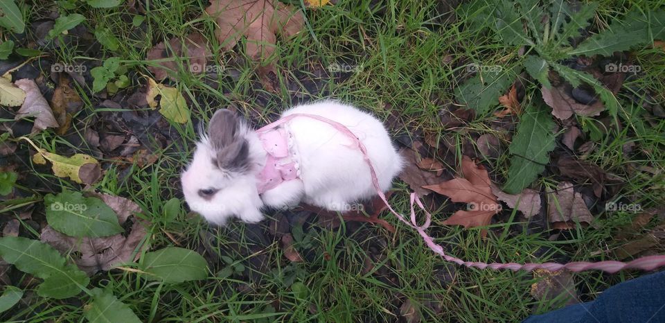 Pink,white,green 🥰