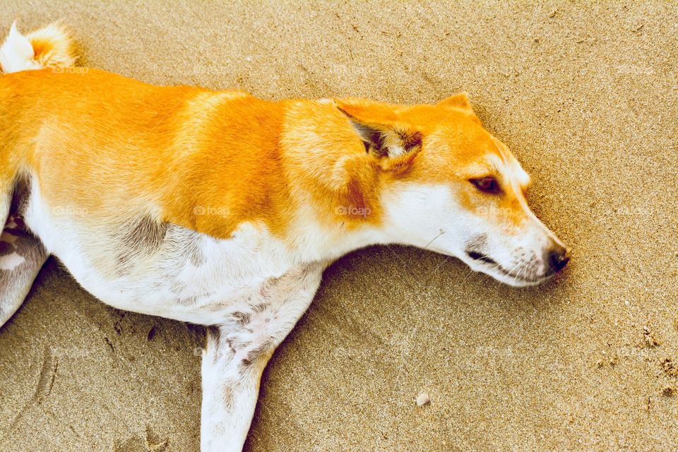 3 legged dog spotted at Goa Beach!! 