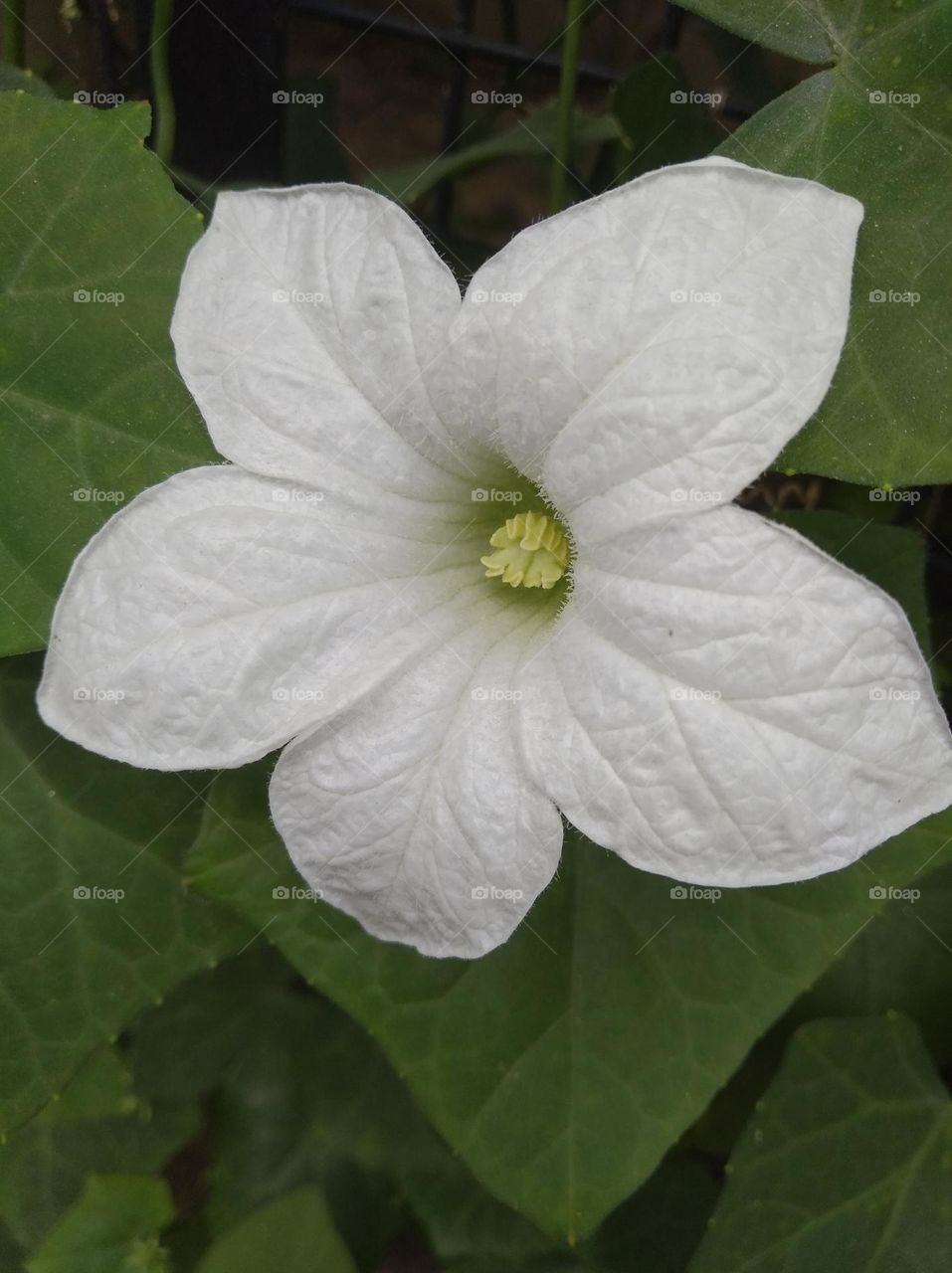 white petunia flower seasonal fresh shurb small size looks very beautiful generally found everywhere