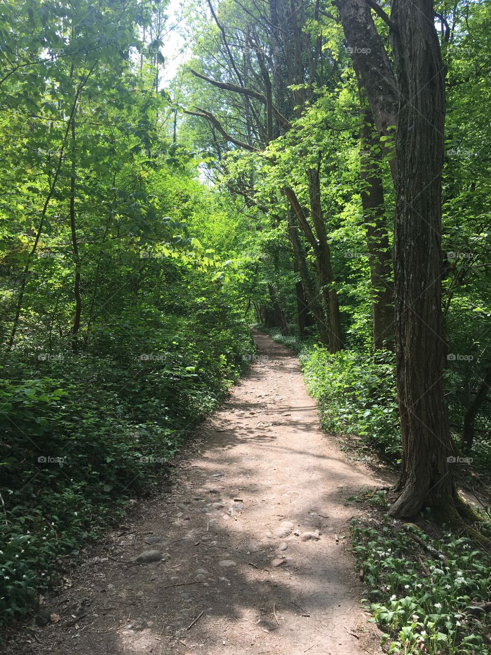 Springtime path in woods