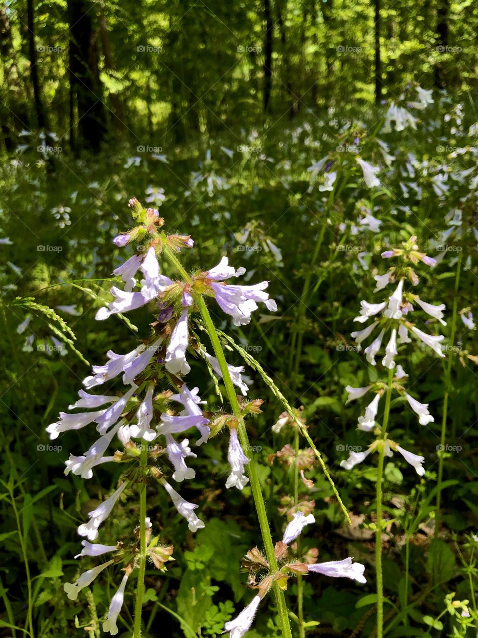 Forest meadow in sun and shadows 