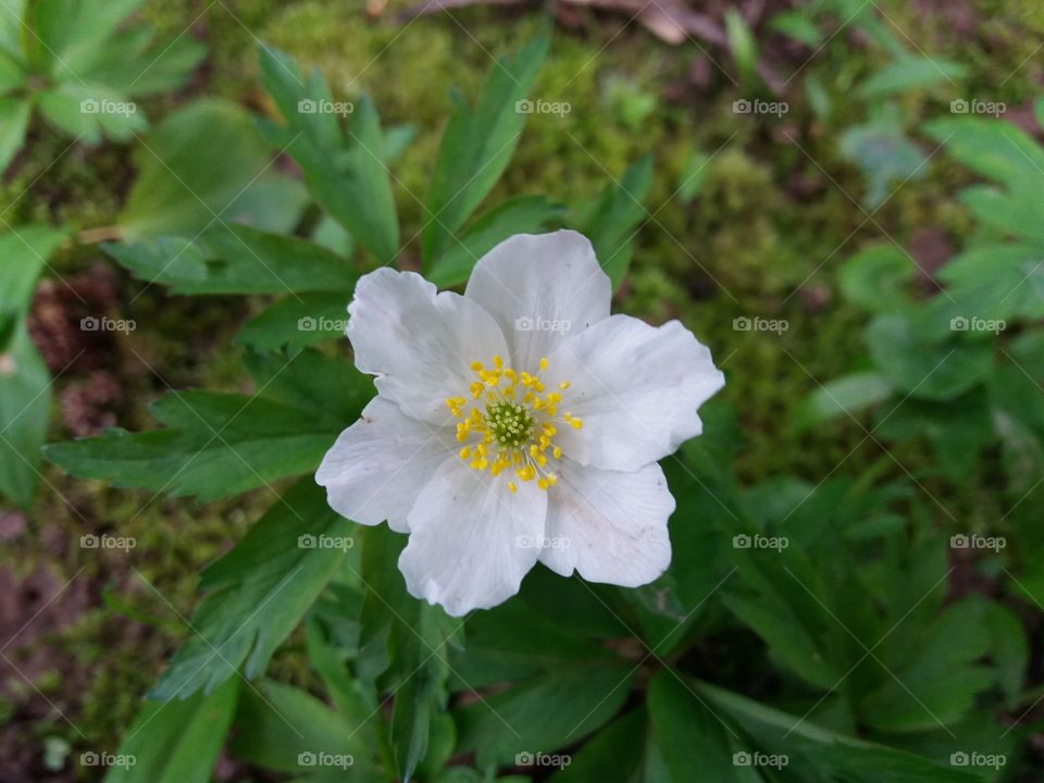 Nature, Flower, Leaf, Flora, No Person