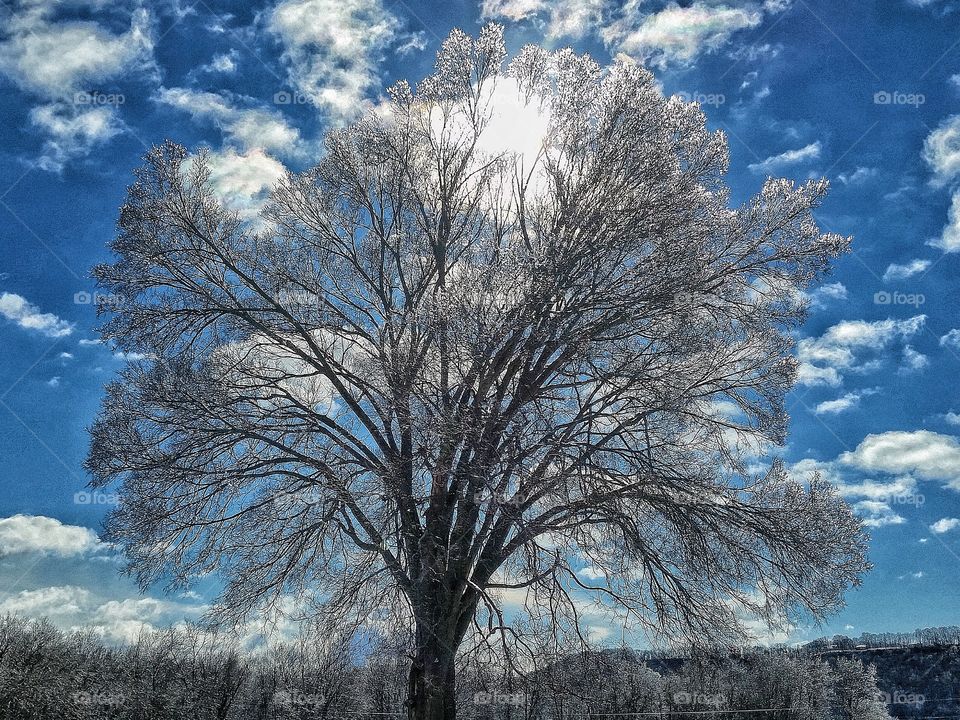Beautiful ice covered tree.